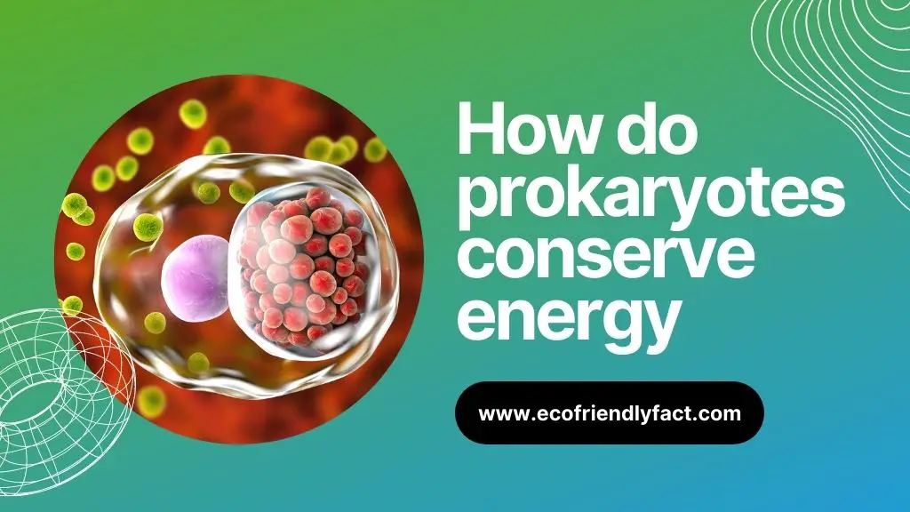 How do prokaryotes conserve energy