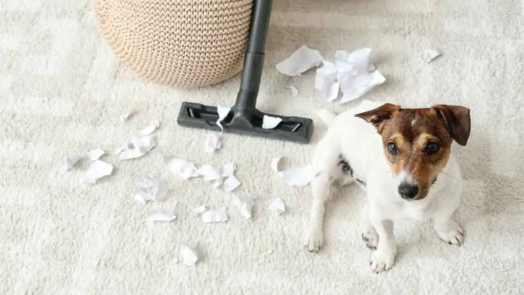 How Often Should You Clean Your Carpet with Pets