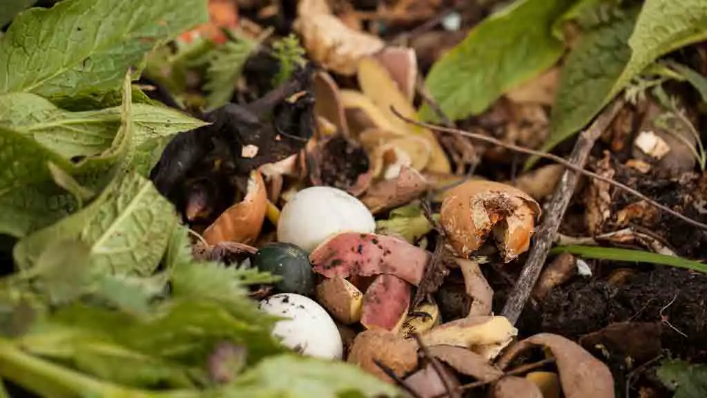 Tips for Composting Success