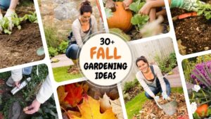 fall gardening ideas; sustainable fall gardening tips; backyard fall garden ideas; vegetable gardening in fall; fall garden design and decoration; raised bed garden ideas for fall; composting tips for fall gardening; fall flowers and plants for gardens; fall garden care and maintenance; seasonal gardening ideas for fall