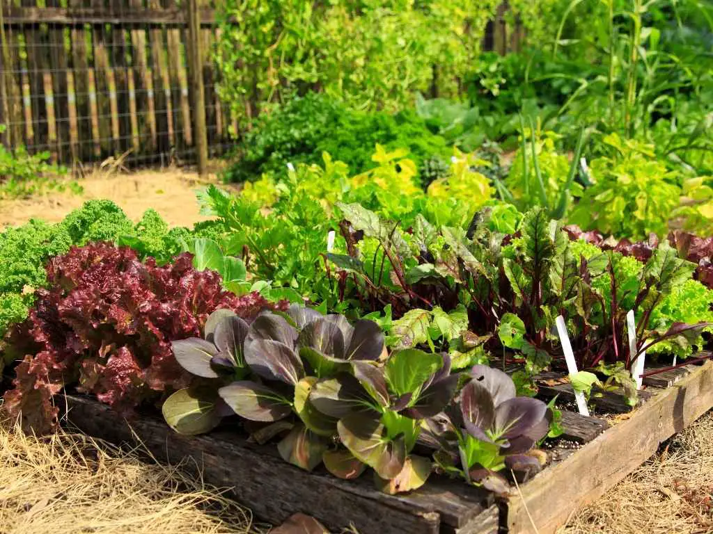 “fall vegetable garden guide with planting and harvesting tips” “what to plant and when to harvest fall vegetables for beginners” “fall gardening guide with lettuce, kale, carrots, and pumpkins” “easy fall vegetable gardening tips for planting and harvesting”